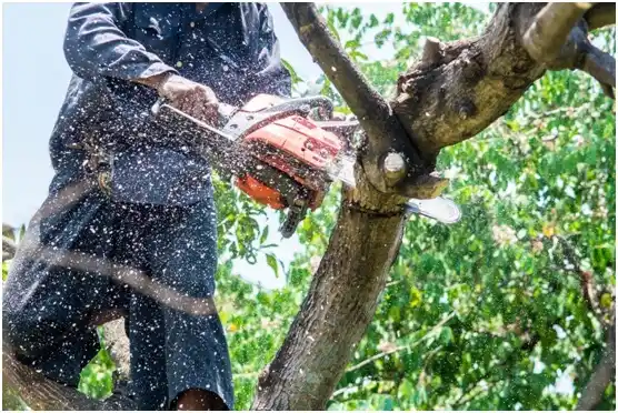 tree services Coto Laurel